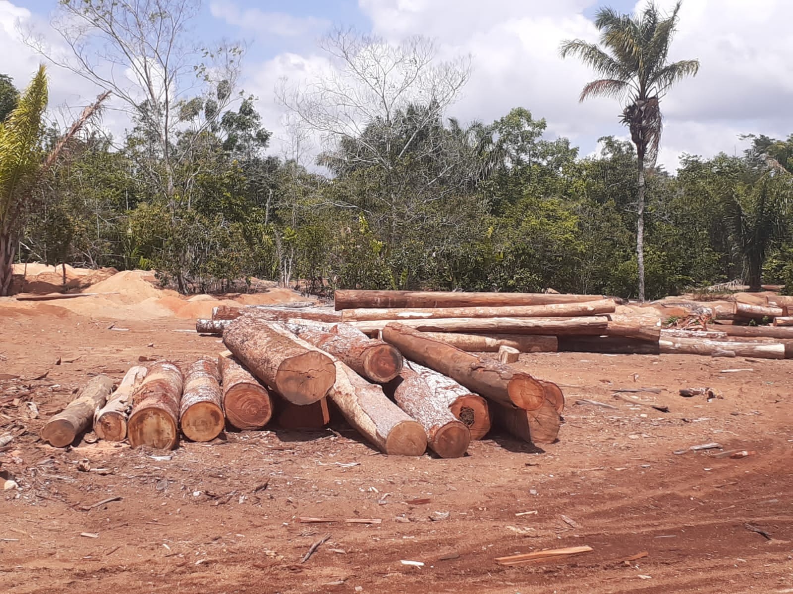 Proprietários de serrarias clandestinas são autuados por crime ambiental no nordeste do Pará