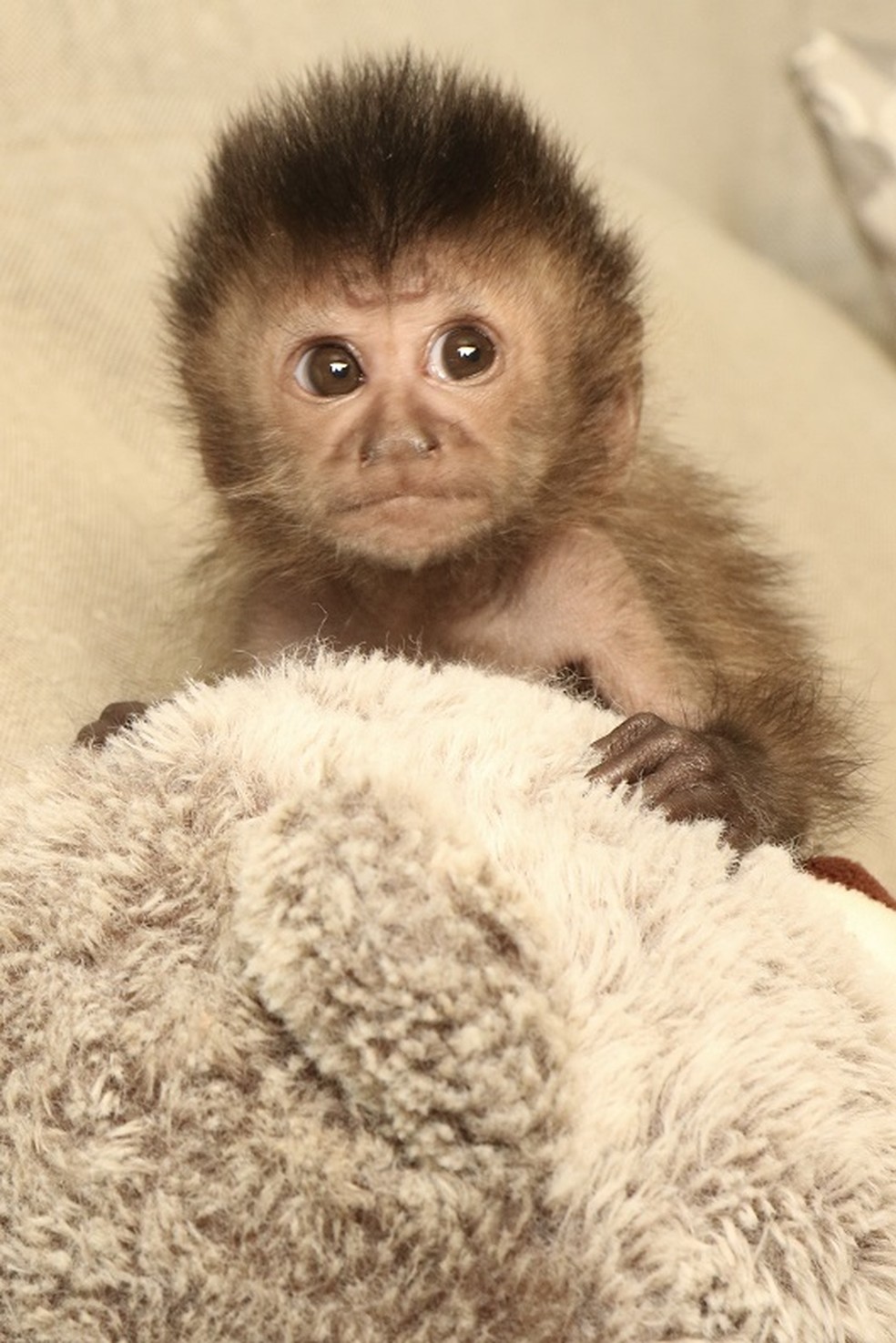 Bebê macaco de Nicole Bahls posando para ensaio newborn — Foto: Divulgação/ Viny Nunes