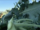 Apesar da seca em MG, produtores de brócolis aumentam área plantada