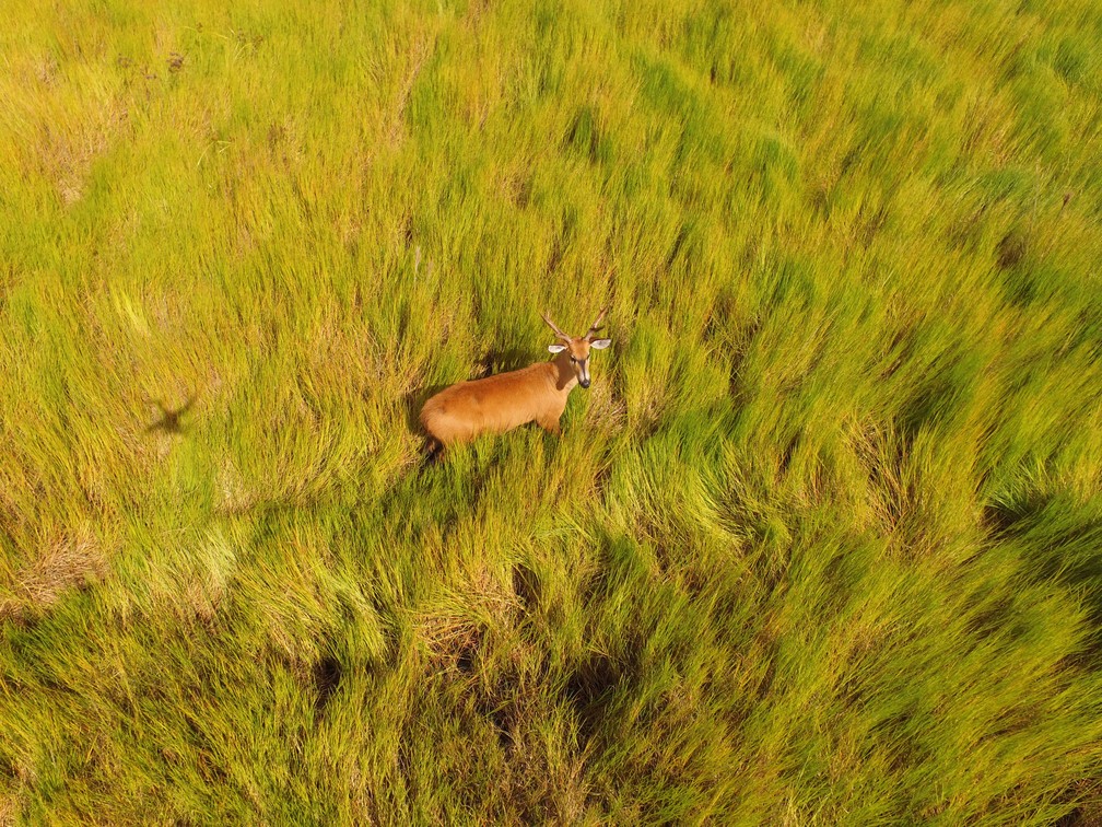 Cervos Do Pantanal Sao Flagrados Em Minas Gerais Terra Da Gente G1