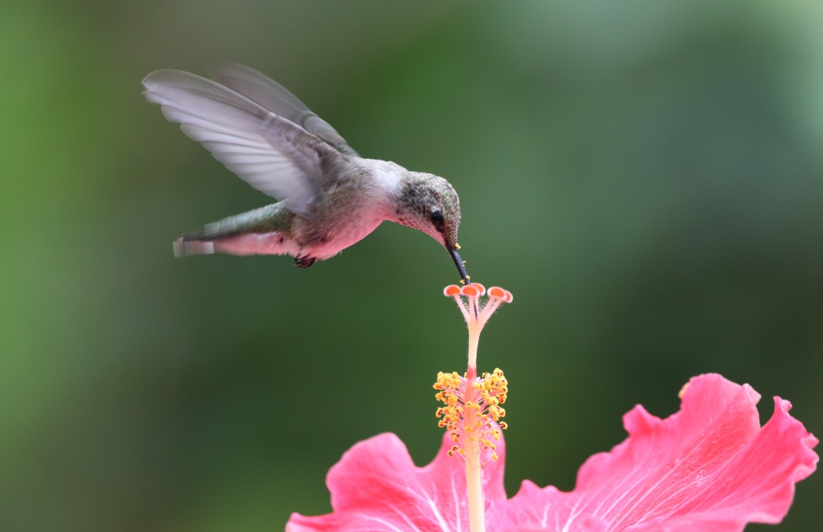 Os beija-flores contribuem para polinização das plantas e manutenção da vida (Foto: Canva/ CreativeCommons)