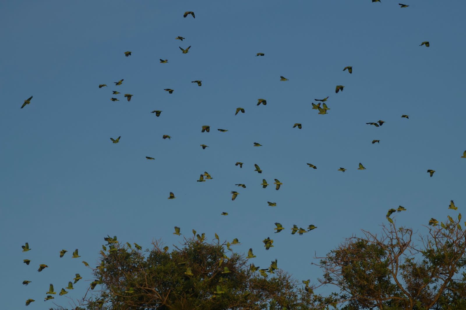 Os visitantes da ilha presenciam o barulho de milhares de papagaios que levantam voo (Foto: Mario Barila/divulgação)
