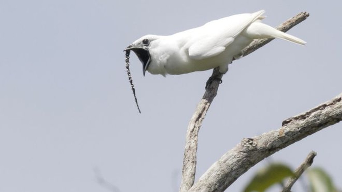 Conheca A Ave Brasileira Que Tem O Canto Mais Alto De Um Animal Ja Registrado Mundo G1 Canto do pássaro preto soldado. ave brasileira que tem o canto mais