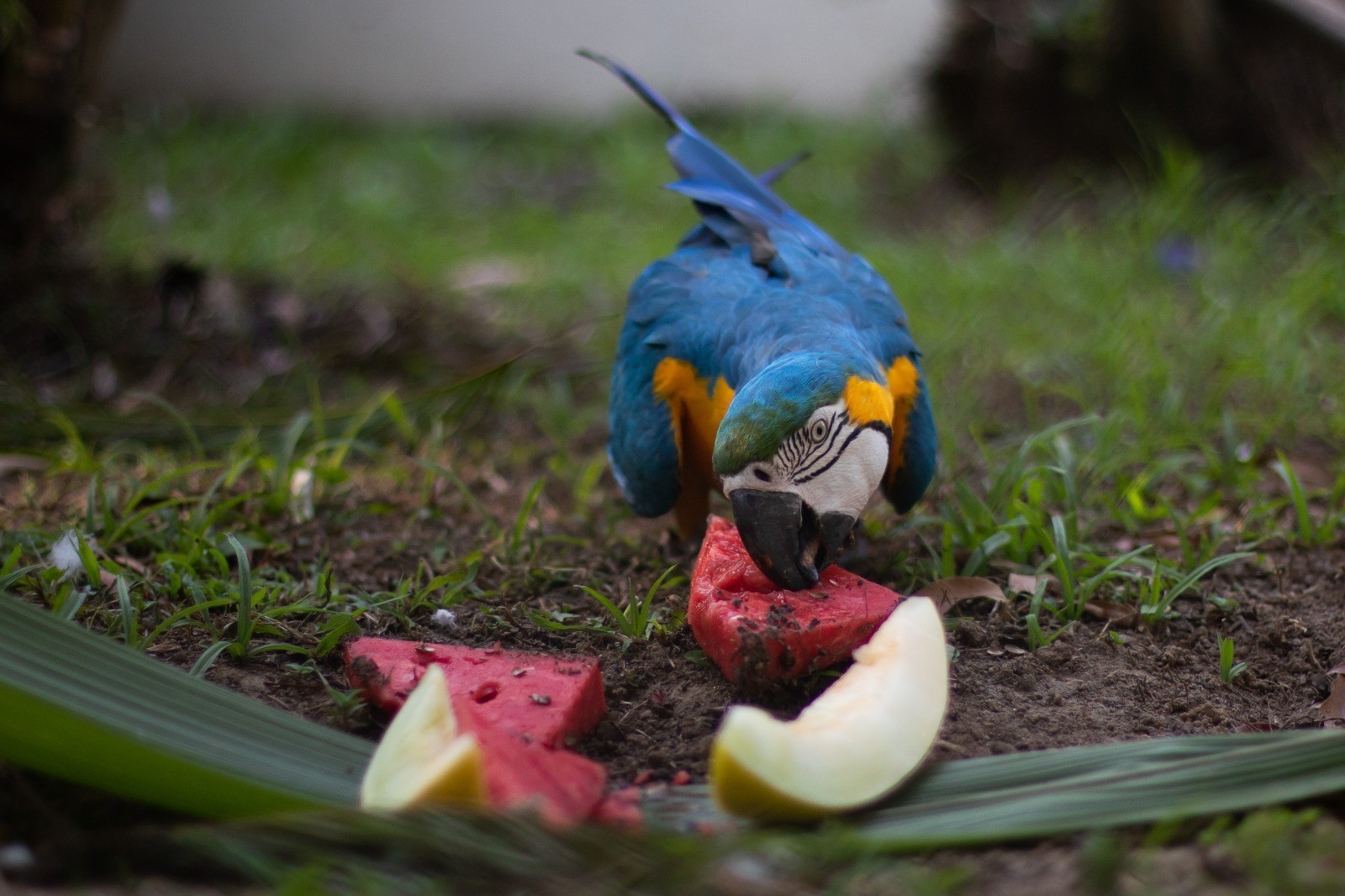 Animais se refrescam com 'picolés' de frutas congeladas em zoológico de Volta Redonda