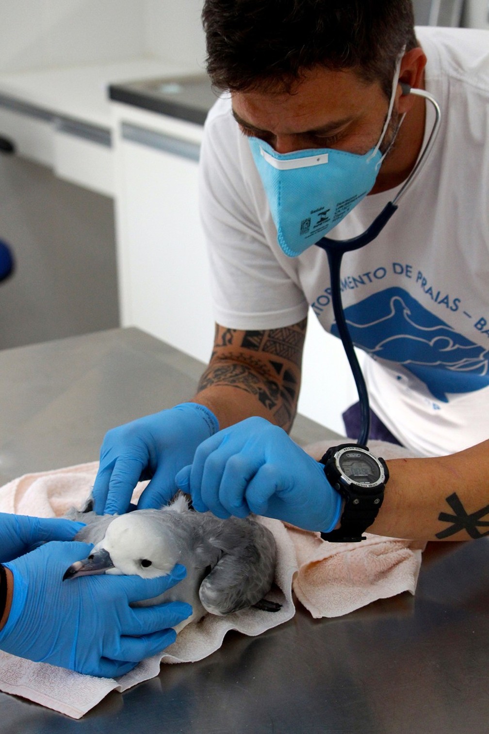 Ao todo de 299 aves foram resgatadas de praias catarinenses em 2020 — Foto: Nilson Coelho/R3 Animal