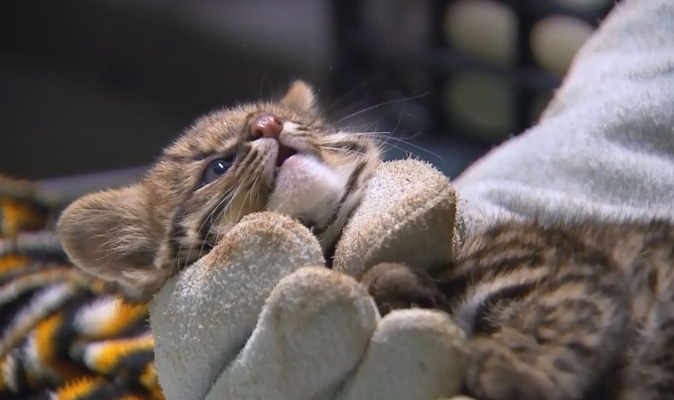 Centro de recuperação de animais silvestres em Assis já recebeu 600 bichos neste ano (Foto: TV TEM / Reprodução )