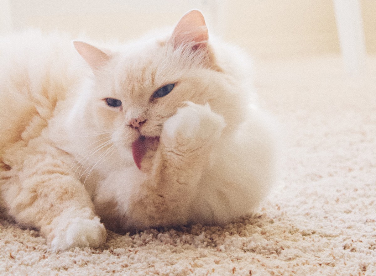 A lambedura excessiva pode estar relacionada a estresse ou ansiedade por parte do gato (Foto: Unsplash/ Joyful/ CreativeCommons)