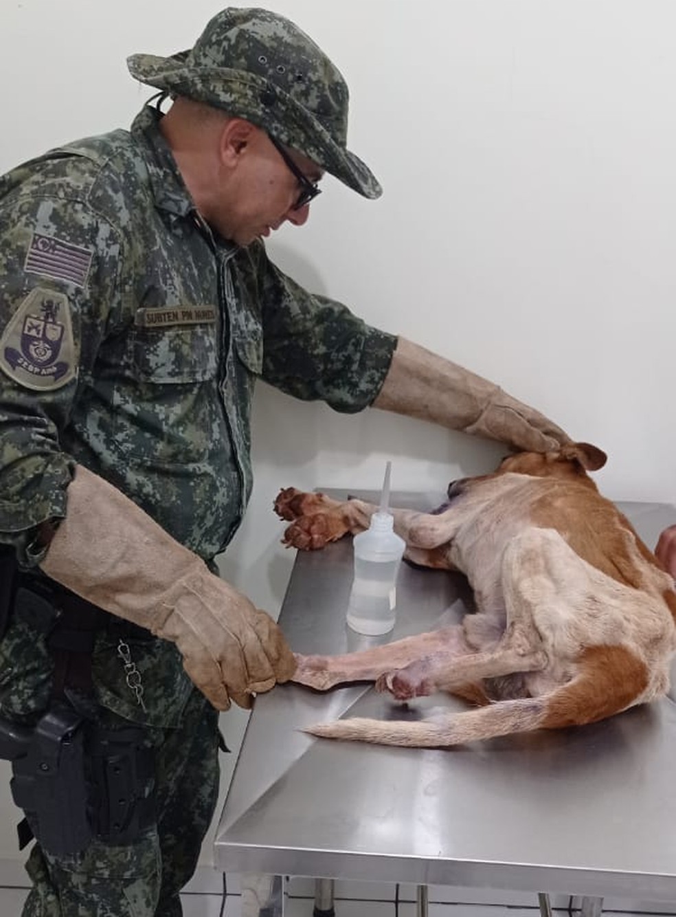 Cachorro foi vítima de maus-tratos em Euclides da Cunha Paulista (SP) — Foto: Polícia Militar Ambiental