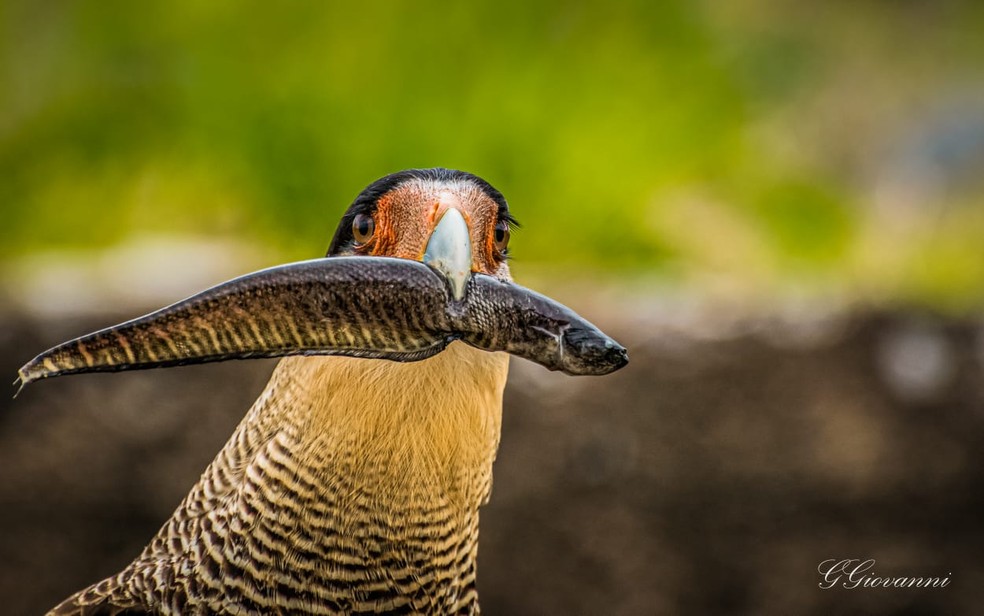 Carcarás se alimentando. — Foto: Reprodução/GuilhermeGiovanni