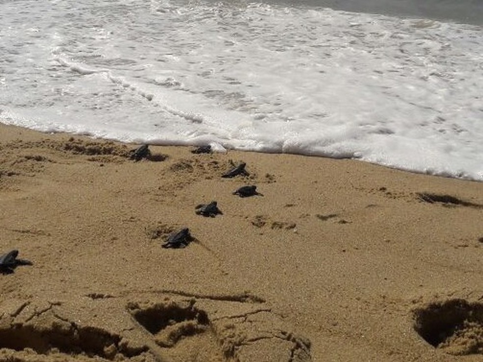 Diariamente, técnicos percorrem 62 km de praia, registrando qualquer ocorrência relativa às tartarugas (Foto: Rogério Azevedo/Prefeitura de Campos)