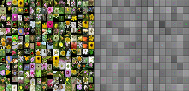 projeto-aplicativo-espécie-flores (Foto: Reprodução/Microsoft)