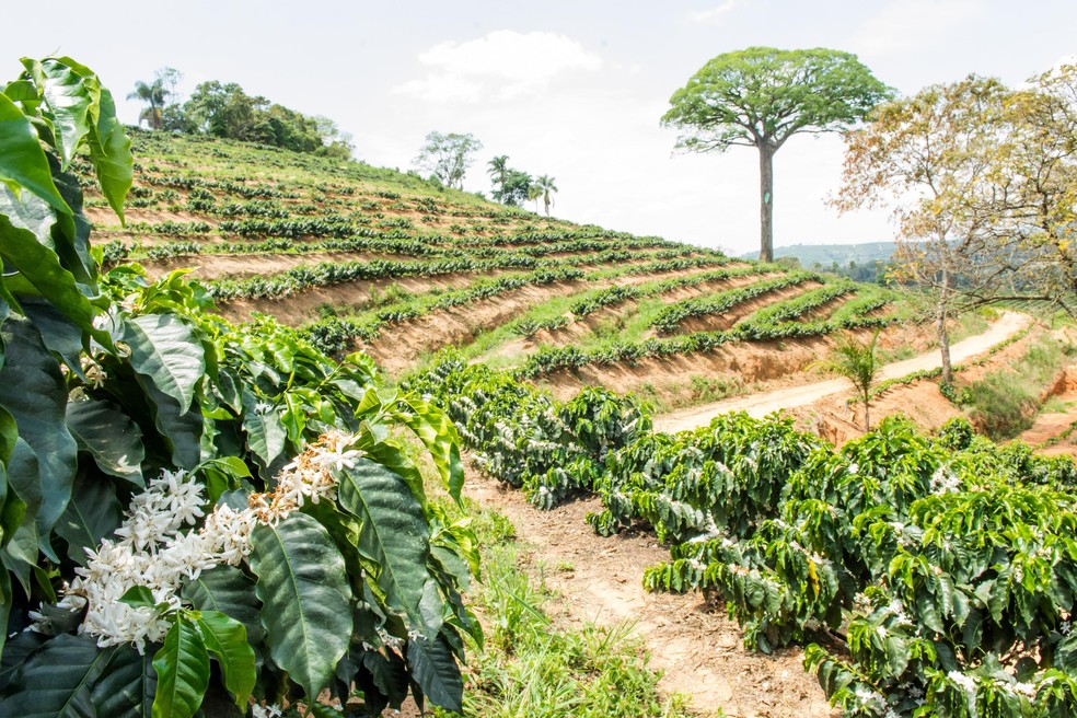 Brazil is in the off-season of a smaller production cycle, and the next one is not expected to be a “super-crop” — Foto: Silvia Zamboni/Valor