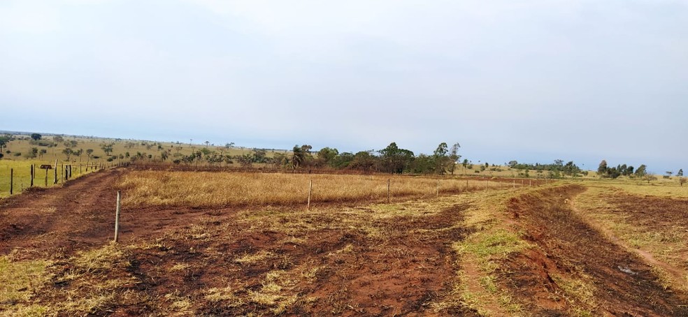Ocorrência foi registrada pela Polícia Ambiental em Presidente Epitácio — Foto: Polícia Ambiental 