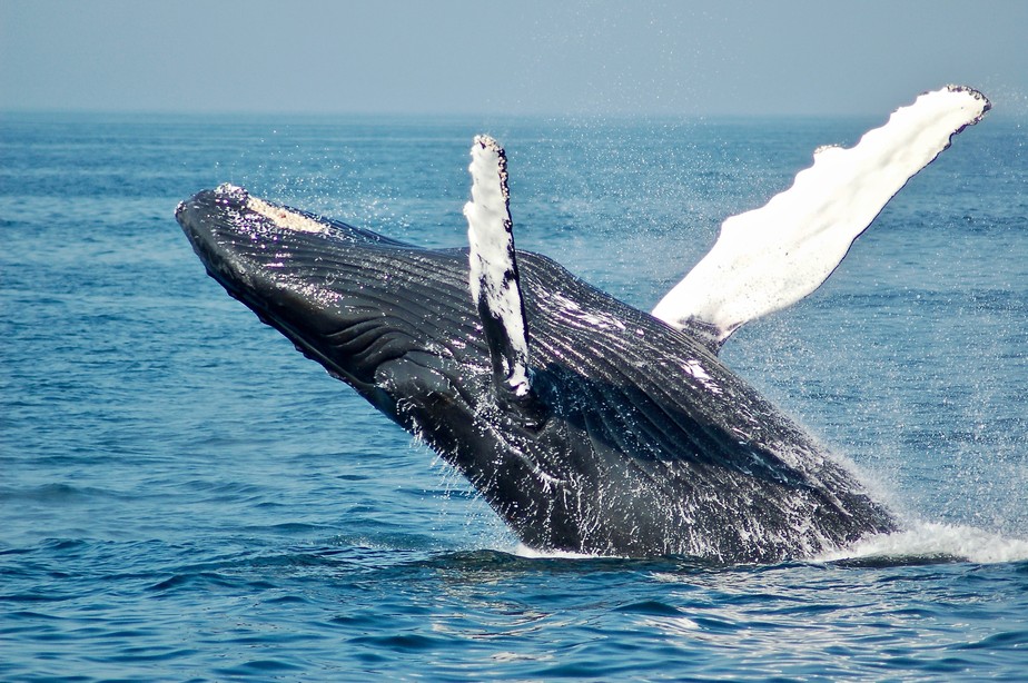 Projeto inovador quer transformar baleias em fonte de créditos de carbono