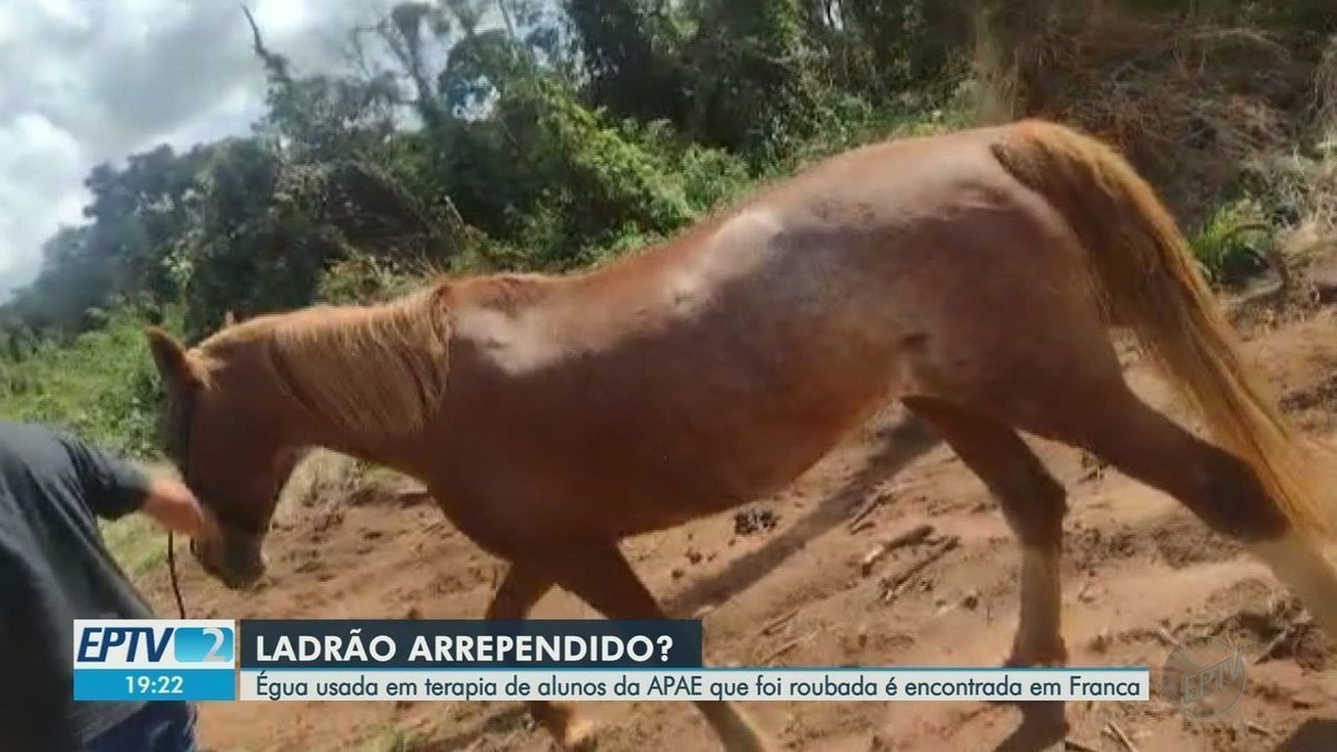 Une jument utilisée pour soigner des enfants handicapés est retrouvée après avoir été volée à Apae à Franca, SP |  Ribeirao Preto et la France