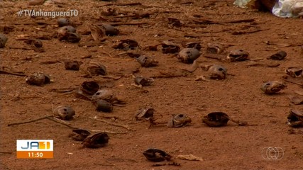 Moradores questionam descarte irregular e falta de coleta de lixo em área da Capital