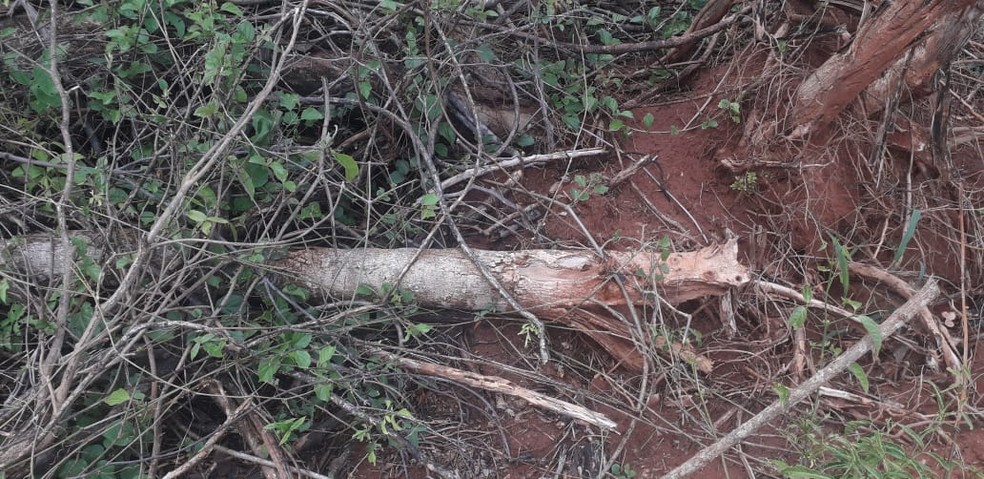Sitiante foi multado em R$ 9 mil por derrubada irregular de árvores em Presidente Venceslau — Foto: Polícia Militar Ambiental