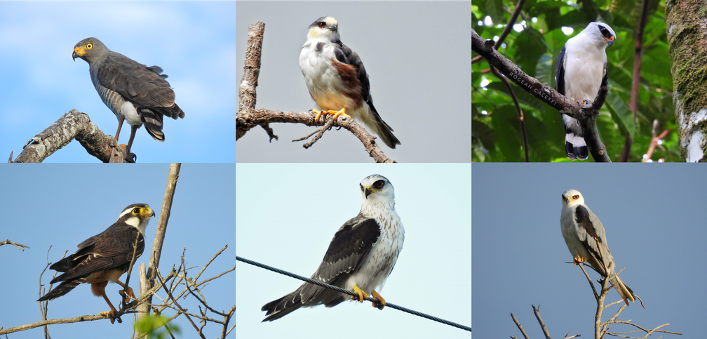 Aves de rapina são clicadas com frequência pelo fotógrafo e observador de aves — Foto: Rogean Caleffi/VC no TG