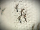 Em 2ª votação, Câmara dobra multa a imóveis com focos do Aedes aegypti