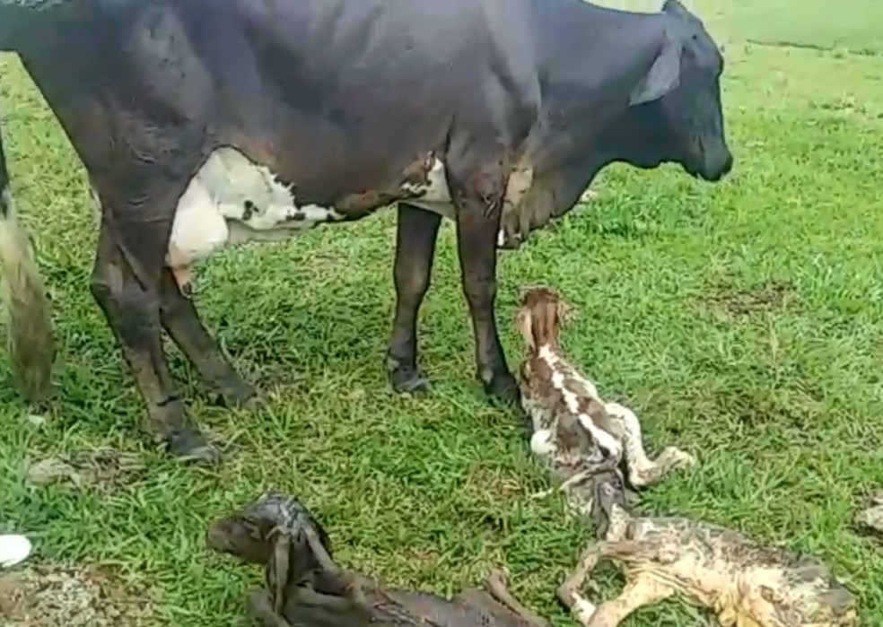 Guerreira e os bezerros vão ter um tratamento especial na fazenda de Marília — Foto: Arquivo pessoal/Peterson Julien