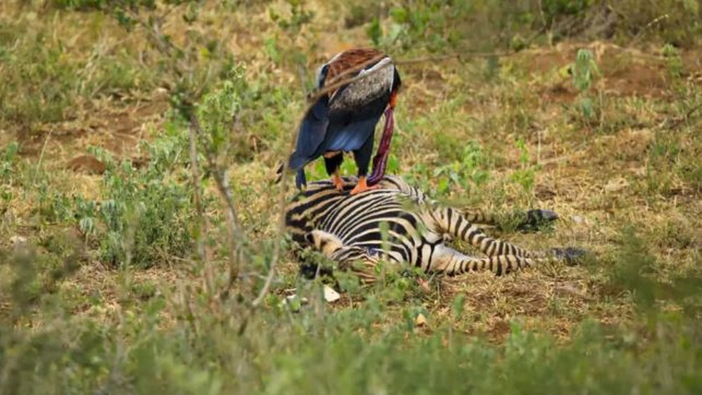 &Aacute;guia e zebra  &mdash; Foto: Reprodu&ccedil;&atilde;o / Latest Sightings