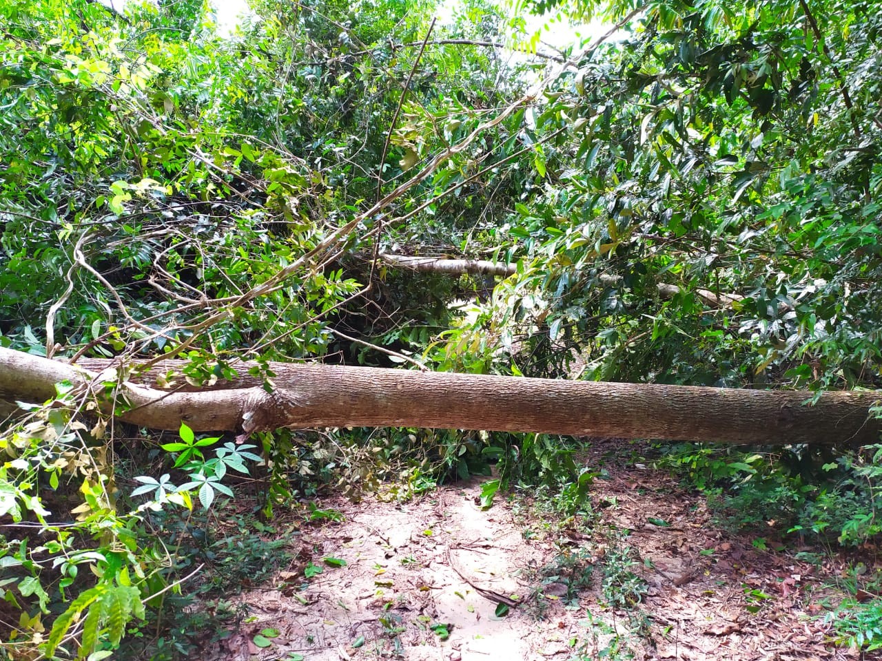 Duas pessoas são presas após derrubar árvores para atrapalhar operação da PF e ICMbio no Pará 