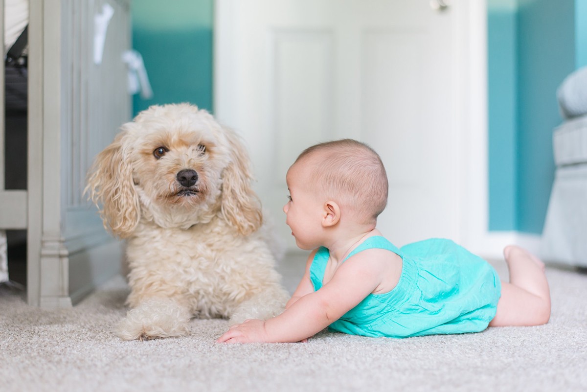 Experts argue that the responsibility for the animal given as a gift to a child is always the responsibility of the adult (Photo: Unsplash/CreativeCommons/Picsea)
