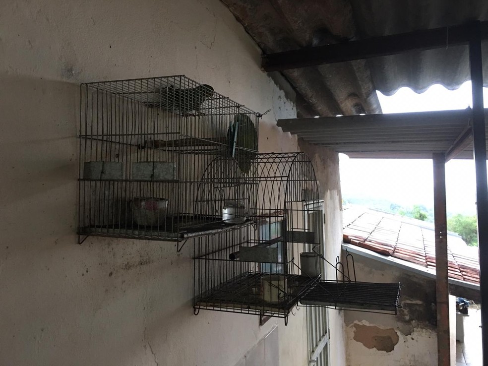 Em Pompeia, a polícia apreendeu pássaros silvestres que estavam sendo mantidos em cativeiro — Foto: Polícia Ambiental/Divulgação
