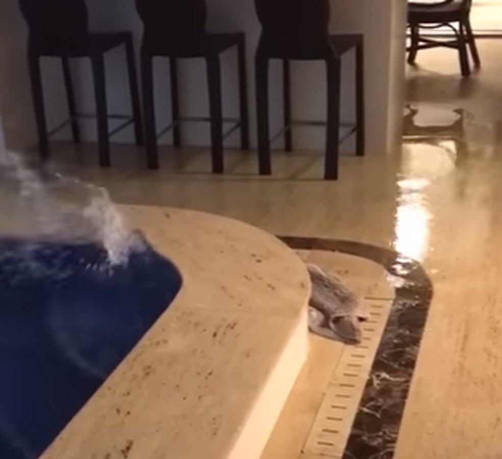 Apartamento De Luxo Balanca E Agua De Piscina Transborda E Verdade E Ou Nao E G1