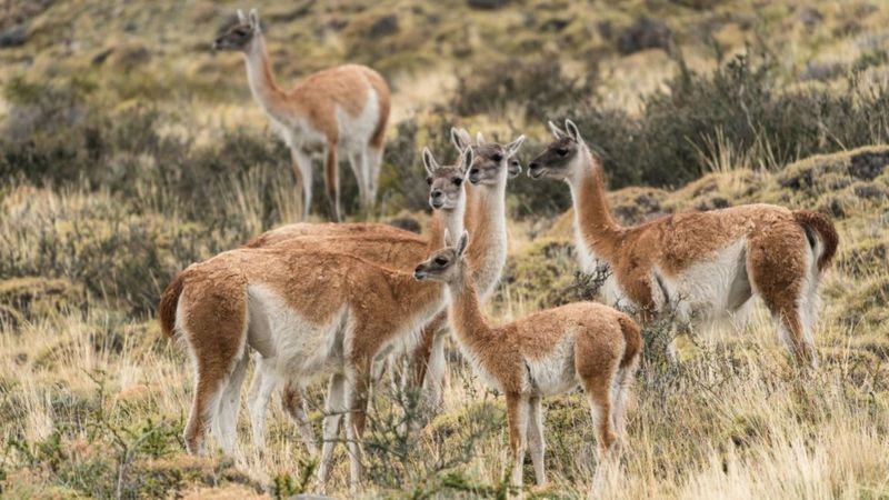 Os oásis servem de ambiente natural para animais como o guanaco, uma espécie de lhama selvagem (Foto: Getty Images via BBC News)