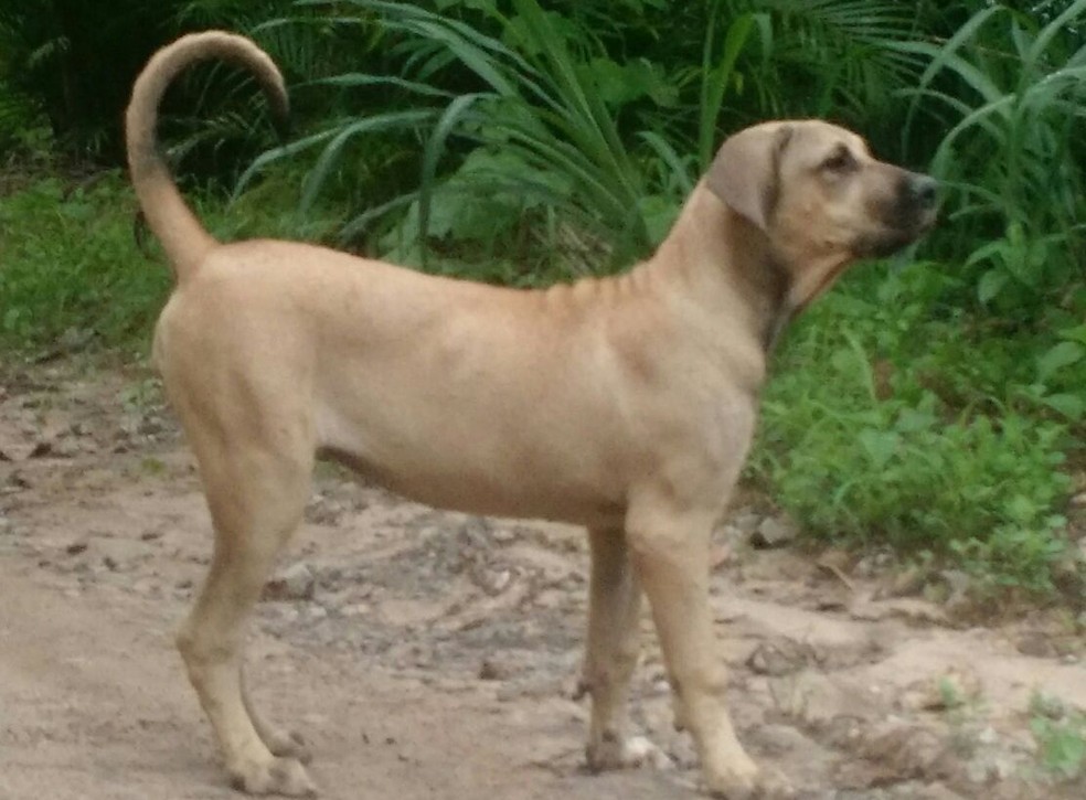 item Aap Split Pesquisadores estudam cães da raça original fila brasileiro e buscam  quebrar estigma de agressividade | É o Bicho | G1