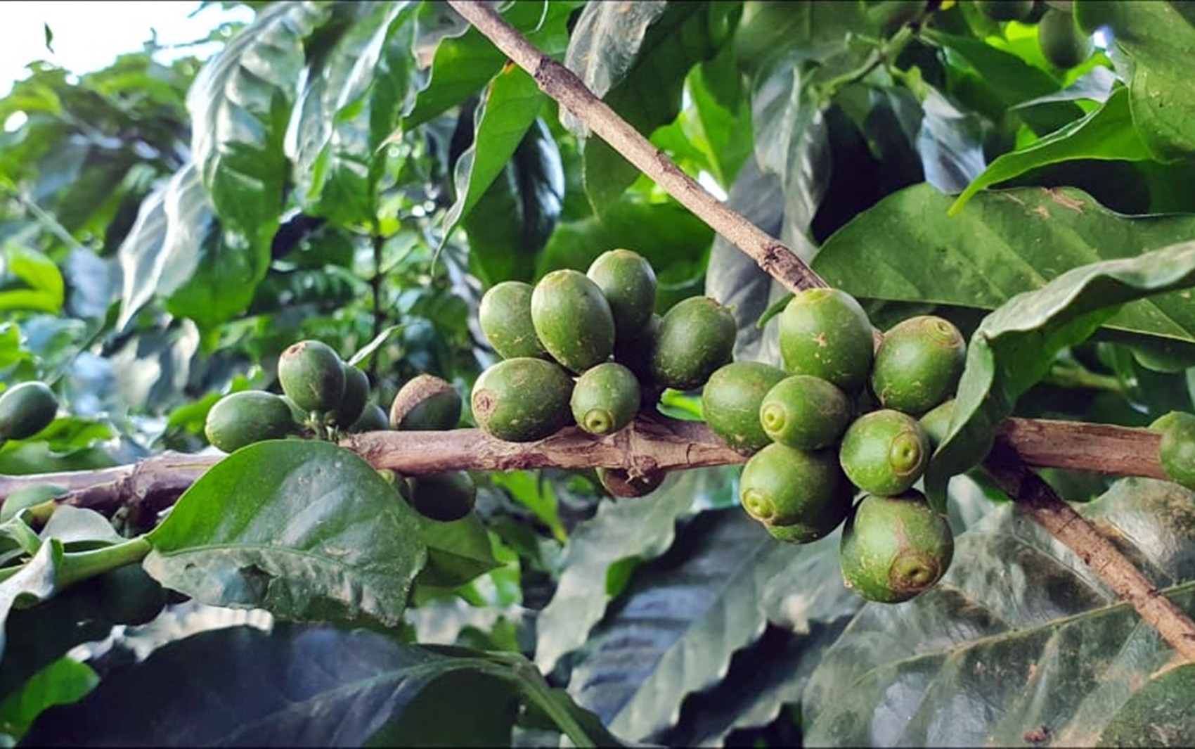 Outono começa com chuvas nas lavouras, mas previsão é de baixa precipitação no Sul de Minas