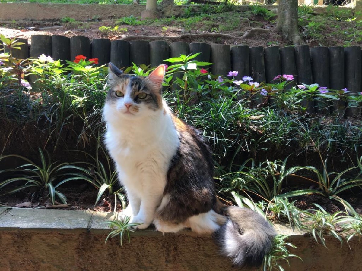 Na foto, a gata Luiza no quintal da casa da tutora Maria de Fátima  (Foto: Arquivo Pessoal/ Maria de Fátima Serralheiro)