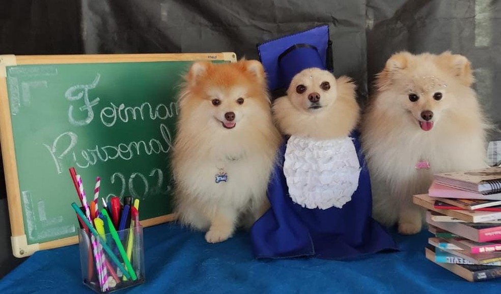 Os hospedes de uma creche para cachorros em Campo Grande ganharam um ensaio fotográfico de formatura.  — Foto: Reprodução