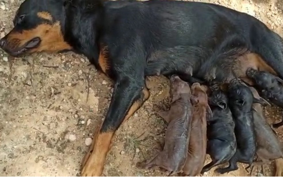 Cadela acolhe e amamenta oito filhotes de porca que morreu em Faina, Gois  Foto: Angelina Carvalho/Arquivo pessoal
