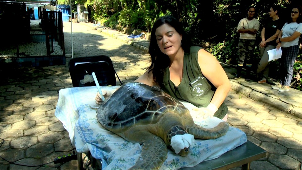 Tartaruga marinha faz acupuntura para voltar a mergulhar — Foto: Reprodução/TV Gazeta