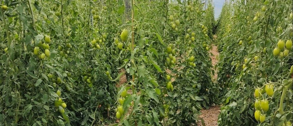 Plantação de tomates orgânicos — Foto: Arquivo pessoal/Daniele Comarella/AOPA
