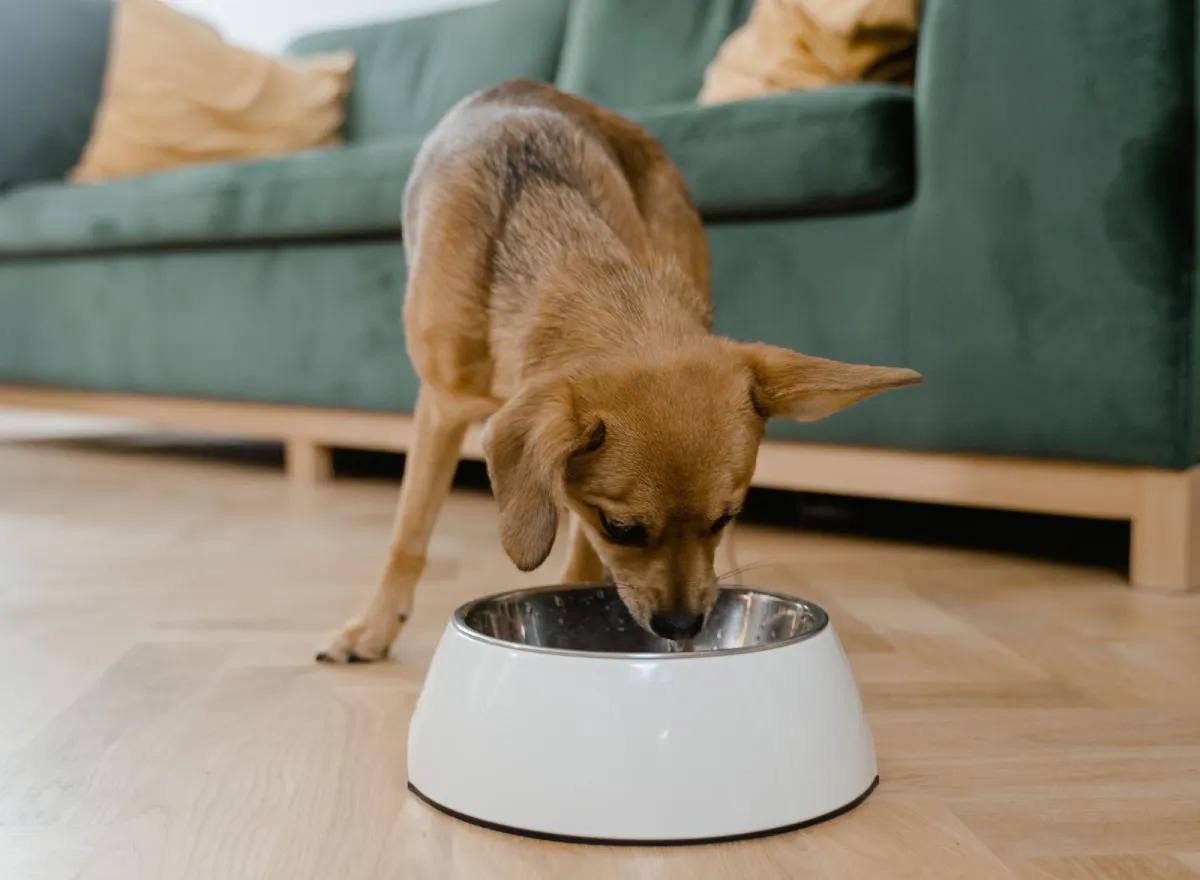12 alimentos que os cachorros n&atilde;o podem comer | Nutri&ccedil;&atilde;o | Vida de Bicho
