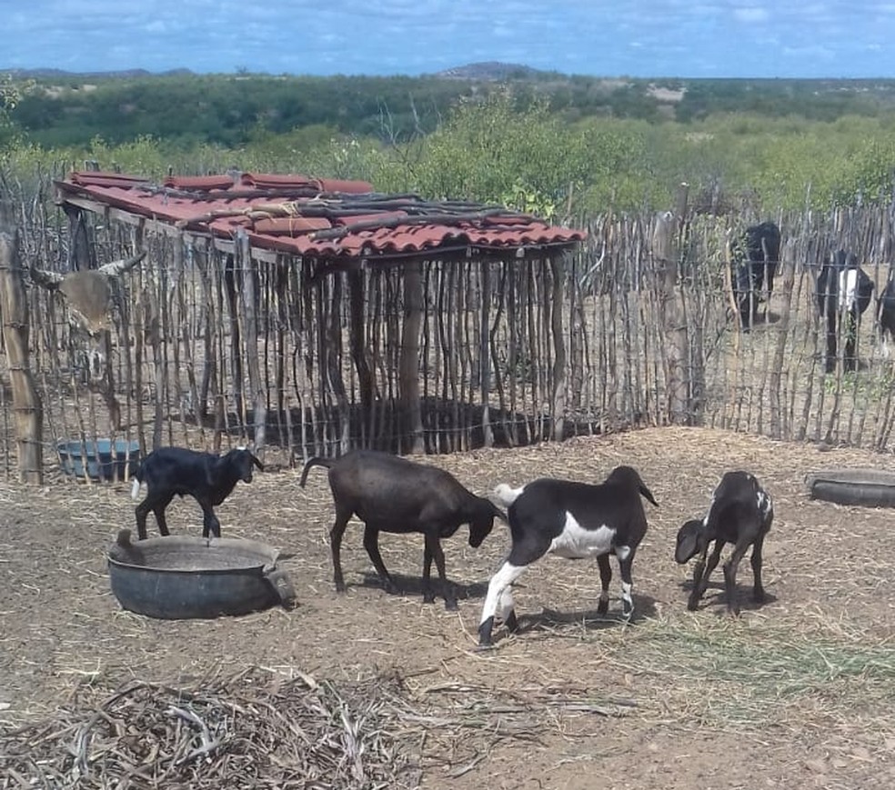 Quatro filhotes foram deixados para trÃƒÂ¡s em Cruzeta (Foto: Joselene Alves)