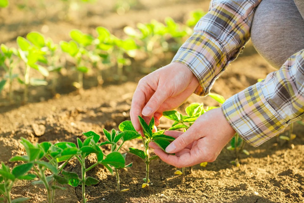 Calendário agrícola auxilia o produtor rural na época do plantio — Foto: Divulgação