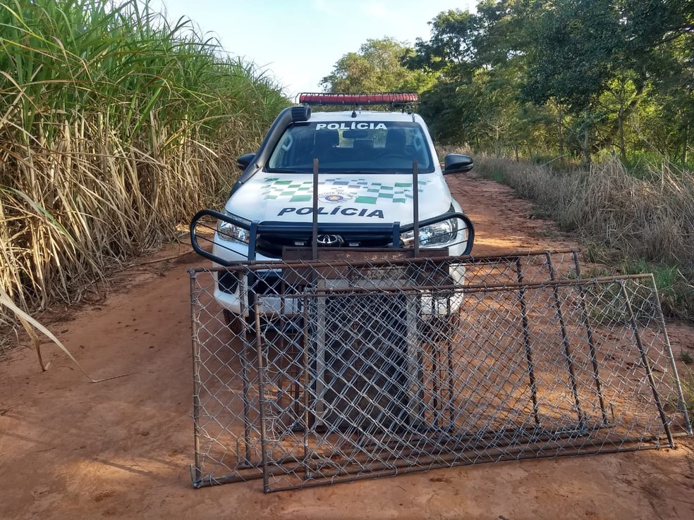 Jaulas foram localizadas e apreendidas — Foto: Polícia Ambiental