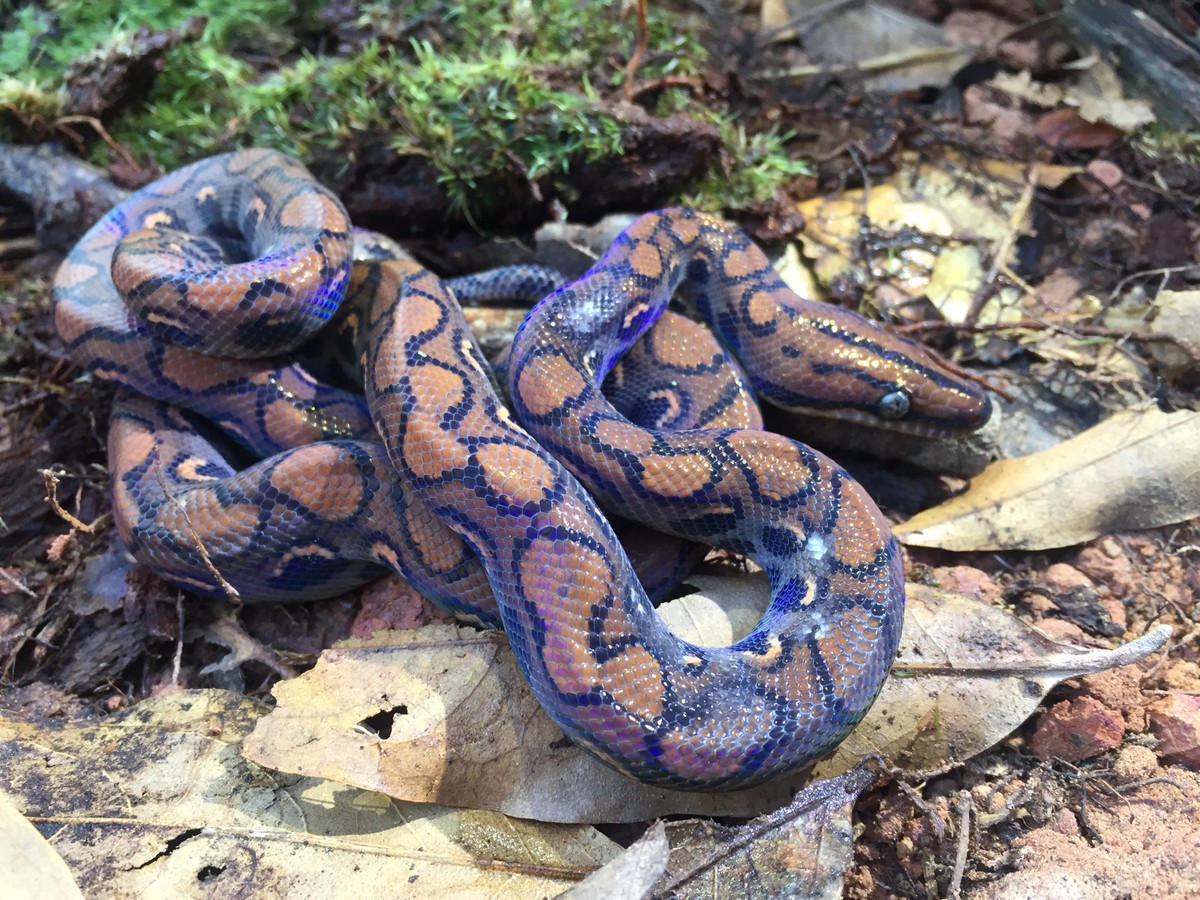 Jiboiaarcoíris impressiona pelo fenômeno da iridescência