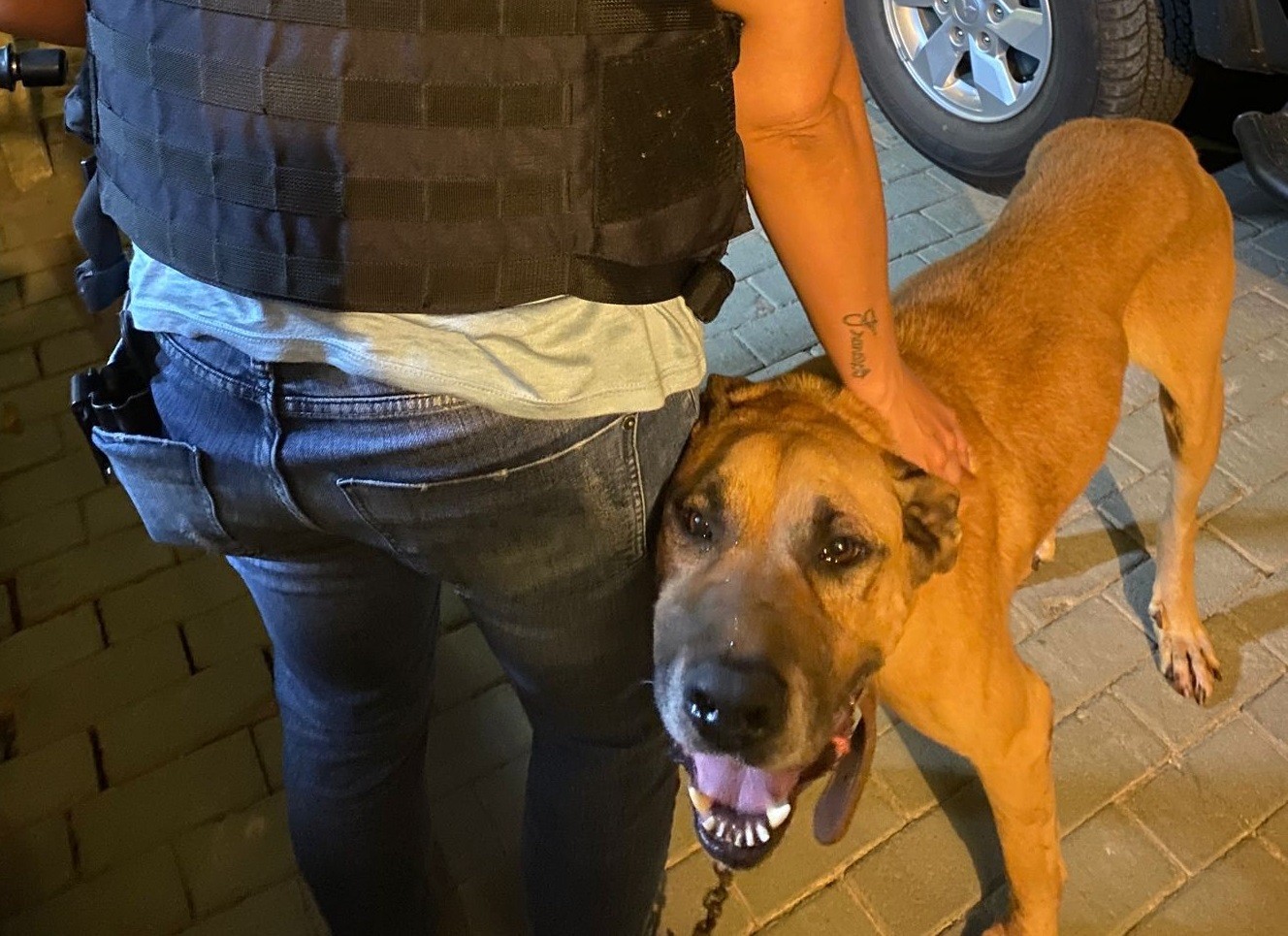 Homem é preso após ser flagrado agredindo cachorro em rua de Ponta Grossa