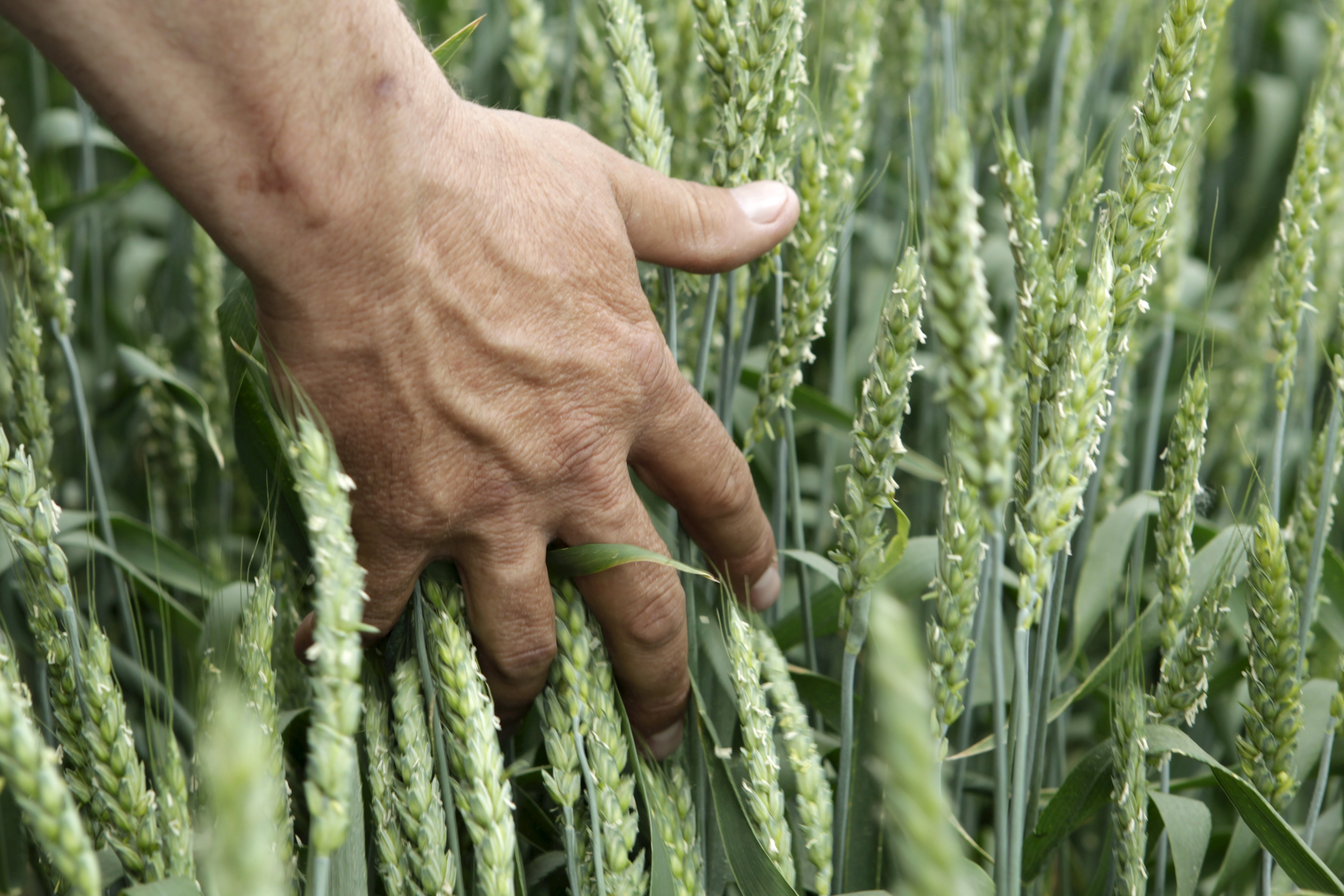 Na foto, pessoa passando mão por lavoura trigo (Foto: Eduard Korniyenko/Reuters)