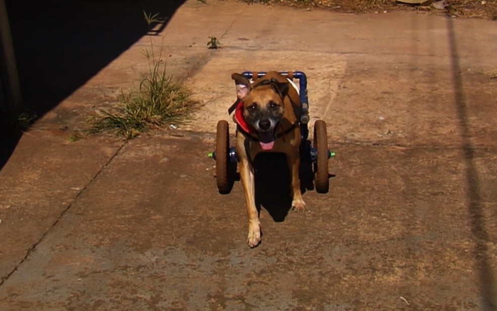 VÃ¡rios animais deficientes jÃ¡ foram beneficiados pelo projeto (Foto: TV Anhanguera/ReproduÃ§Ã£o)