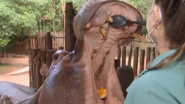 Zoológico faz ação para escovar  dentes de hipopótamos no interior de SP