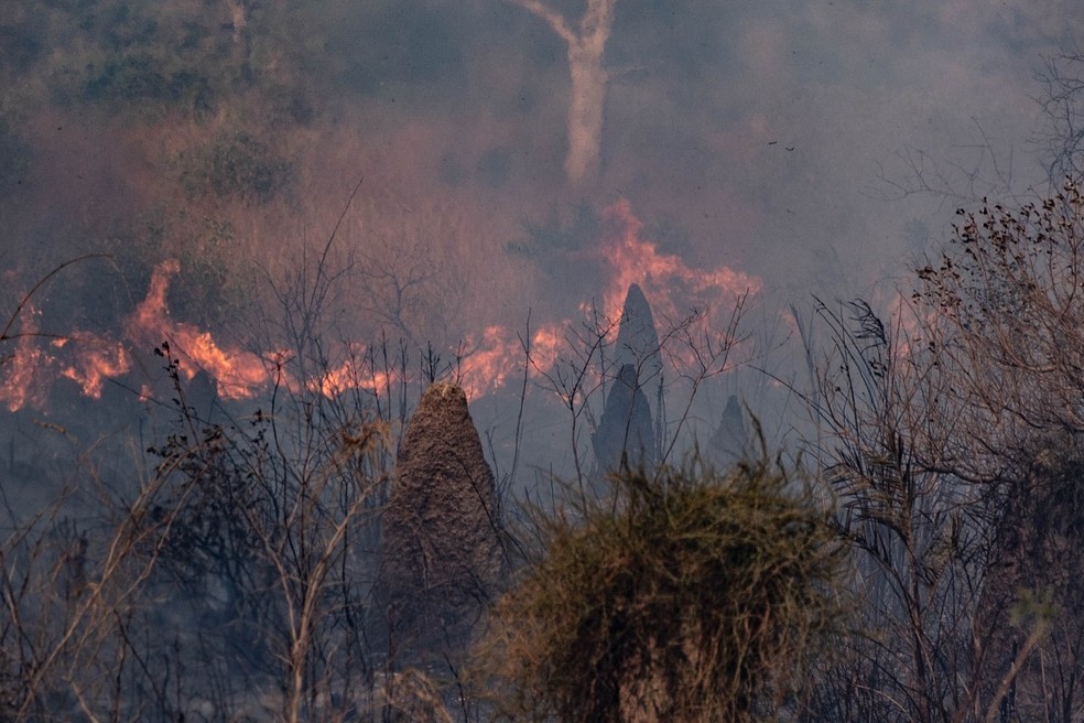 Cerca de 40 mil hectares j foram queimados no Pantanal  Foto: Bruno Sampaio Figueiredo