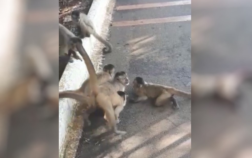 Ao todo, cinco macacos se reuniram para 'socorrer' animal ferido, em Goiânia — Foto: Reprodução/TV Anhanguera