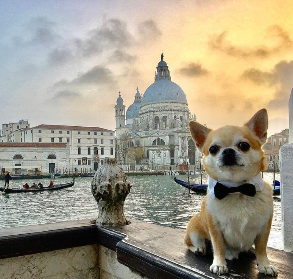 Miami, cão italiano que viaja para diferentes países — Foto: Reprodução/Instagram 