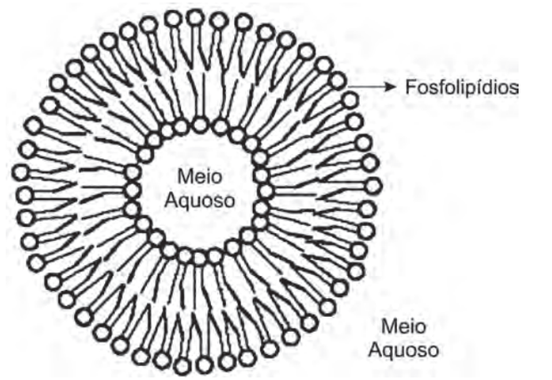 Disponível em: http://course1.winona.edu. Acesso em: 1 mar. 2012 (adaptado). (Foto: Reprodução/Enem)